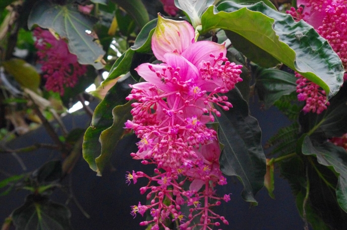 シンガポール植物園 (8)