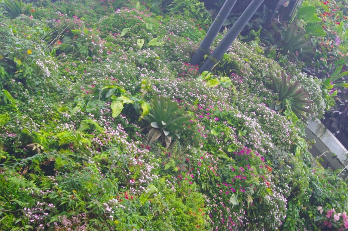 シンガポール植物園 (16)