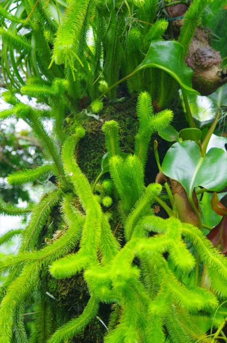 シンガポール植物園 (20)