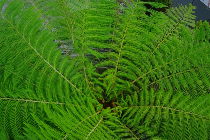 シンガポール植物園 (34)