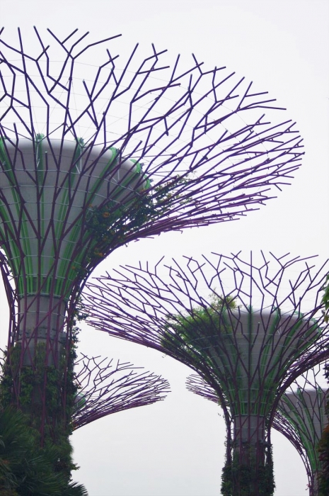 シンガポール植物園 (73)