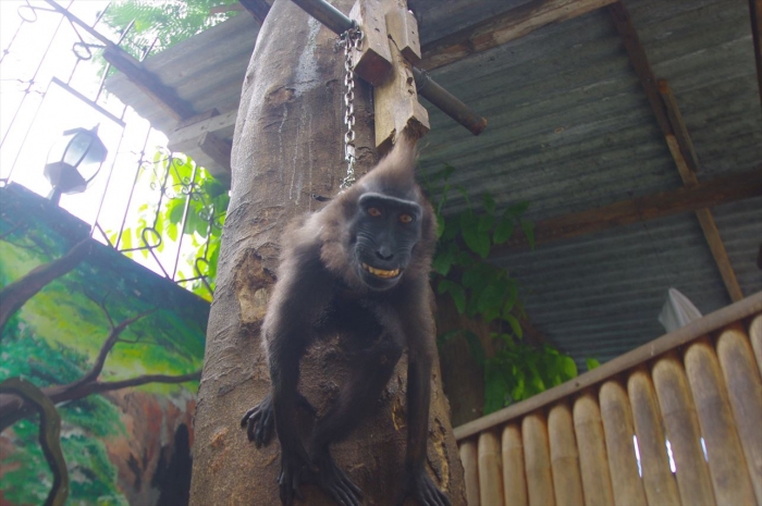 セブ動物園 (7)