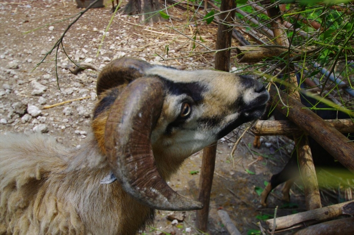 セブ動物園 (23)