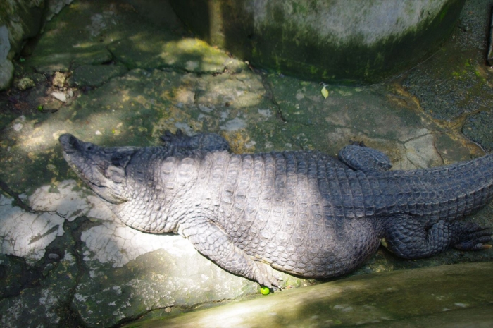 セブ動物園 (34)
