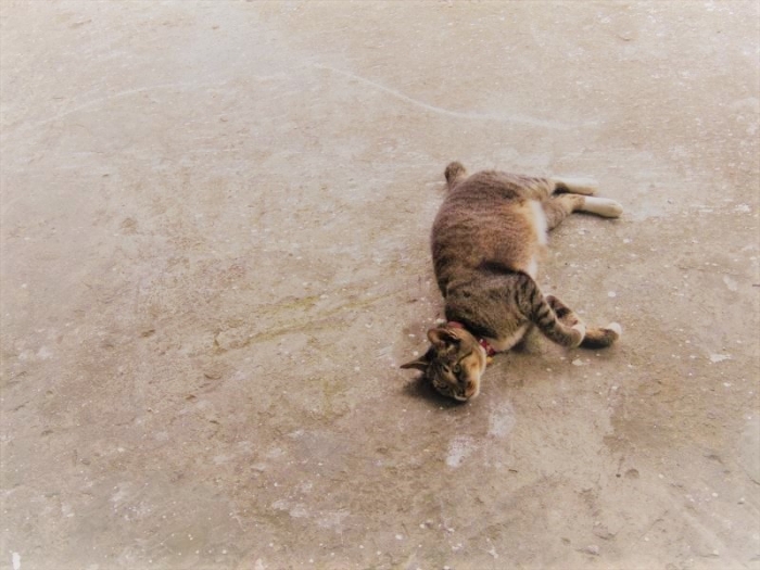 猫村 (23)