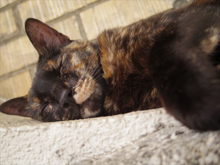 猫村 (35)