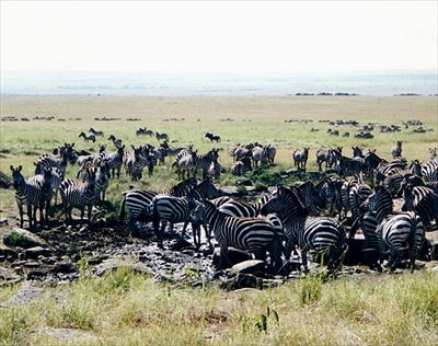 800px-Zebras_at_Masai_Mara_R.jpg