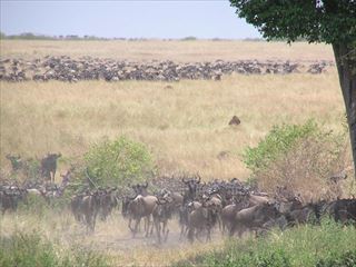 Wildbeest_001_R.jpg